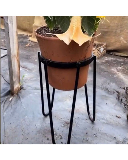 Terracotta Dorio Raised Planter by Industrial Farm Co with black metal hairpin legs holding leafy green plant on concrete ...