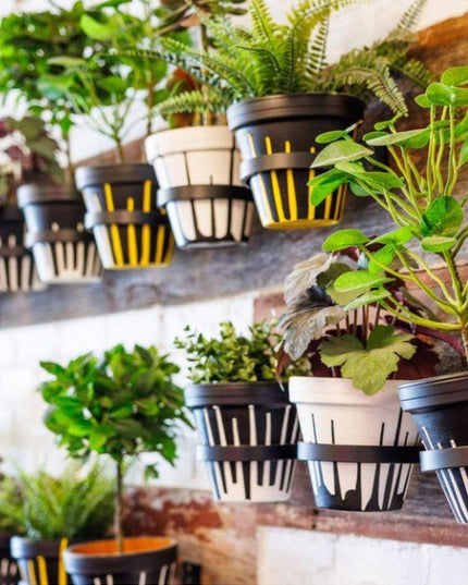 Black metal Hudson Wall Planter Rings by Industrial Farm Co holding various green plants including ferns and leafy housepl...