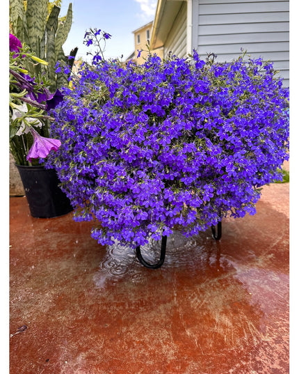 Industrial Farm Co Dorio Raised Planter in black metal displaying vibrant purple lobelia flowers on wet patio deck