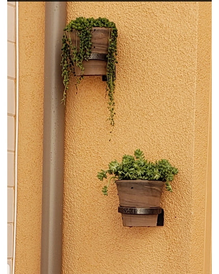 Rustic wooden Hudson Wall Planter Rings by Industrial Farm Co mounted on yellow textured wall, displaying cascading green ...