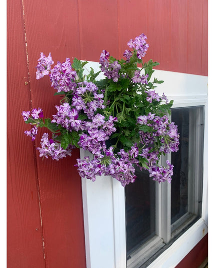 Purple flowering geraniums in white Smoral Handmade Pot Holder by Industrial Farm Co mounted on red barn siding below window