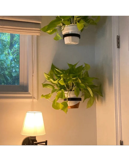 Hudson Wall Planter Ring by Industrial Farm Co holding two potted plants with green foliage, mounted on white wall corner ...
