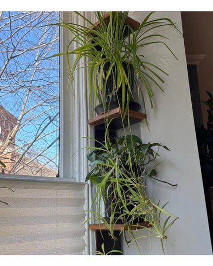 Black steel Elbridge L Shelf Brackets from Industrial Farm Co supporting wooden shelves with cascading spider plants by wi...