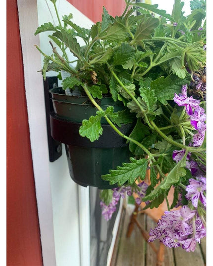 Black metal Smoral Handmade Pot Holder by Industrial Farm Co mounted on white wall displaying green herbs and purple flowers