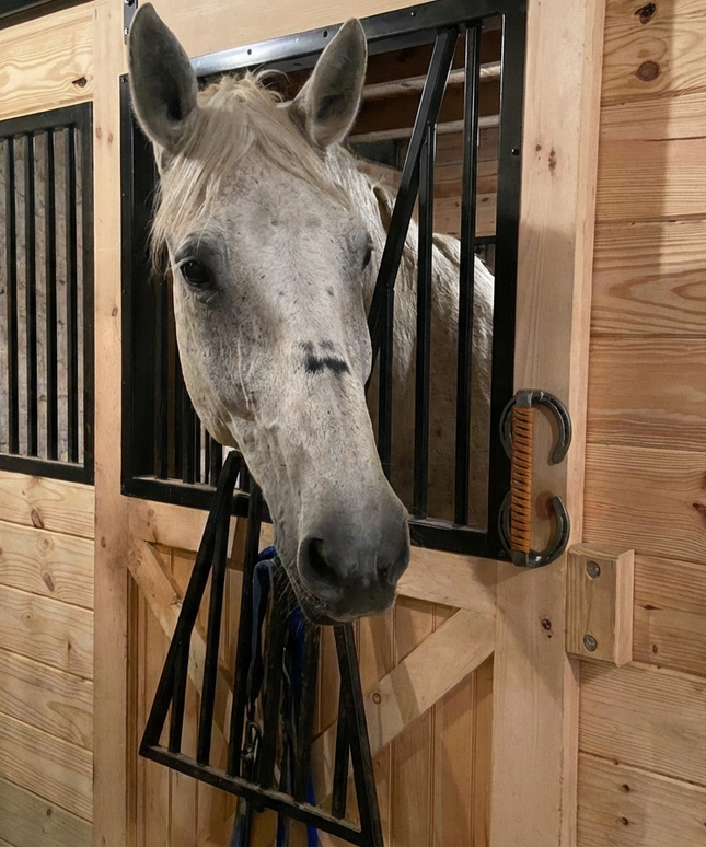 The Chincoteague Pony Shoe Door Handle