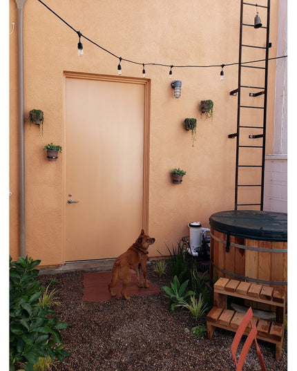 Black metal Hudson Wall Planter Rings by Industrial Farm Co mounted on peachy wall displaying trailing succulents in moder...