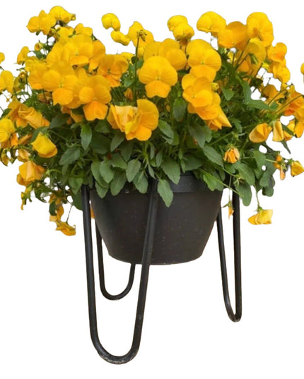 The Dorio Raised Planter Planter 6" Depth 8" Tall | Industrial Farm Co